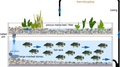 Photo of Method of raising both fish and vegetables REVIEWED