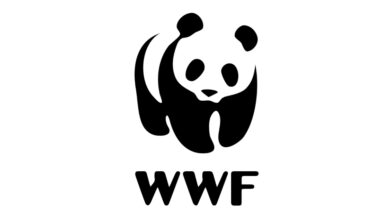 WWF Assistant Job 2026 high-impact administrative role with monthly salary of $4,175 – $5,217 supporting executive leadership